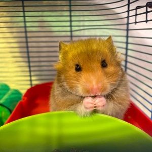 Meet your Posher, Madison